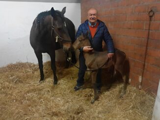 Piccolo miracolo ad Assisi, nascono 3 puledri, 2 maschi e 1 cavallina