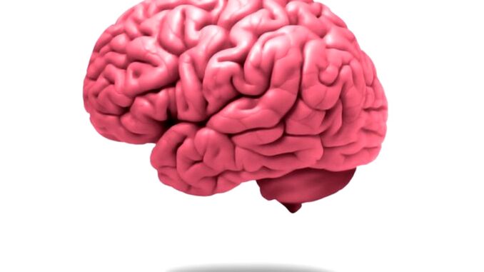 Identificata, a Losanna, nuova tipologia di cellula nel cervello