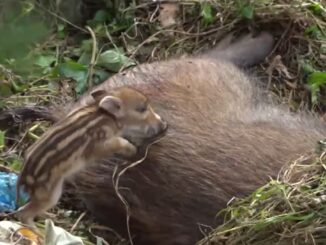 Cinghiale femmina partorisce 4 cuccioli a Perugia tra i palazzi