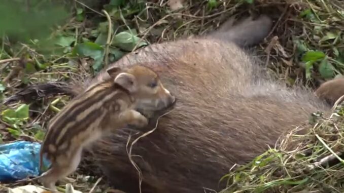 Cinghiale femmina partorisce 4 cuccioli a Perugia tra i palazzi