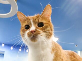 Gatto ucciso da fucilata scatta denuncia di LNDC Animal Protection