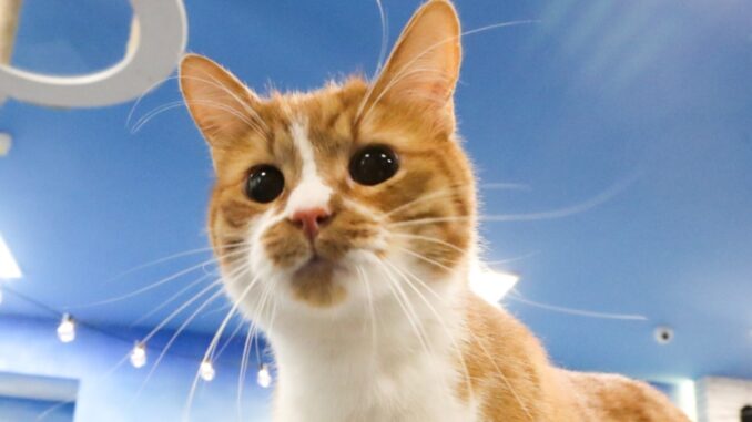 Gatto ucciso da fucilata scatta denuncia di LNDC Animal Protection