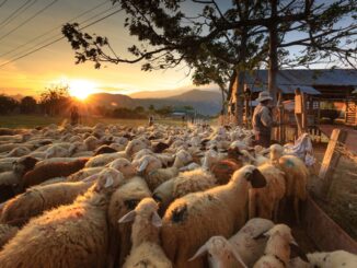 Manifesto per la tutela dell'attività economica agrosilvopastorale