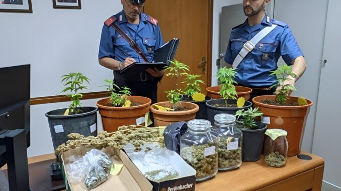 Sequestro droga a Castel Viscardo: marijuana di Terni, hashish e piantine di cannabis
