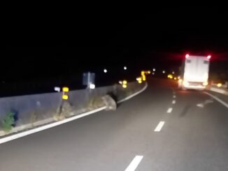 Cinghiale investito da camion sul raccordo dopo Magione, abbattuto dall'Asl