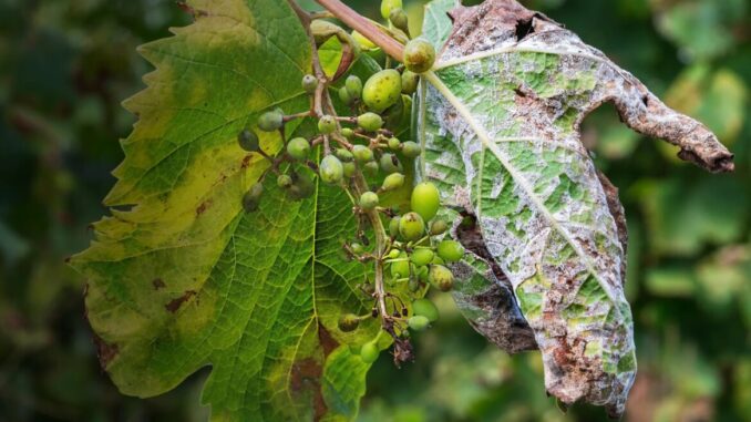 Danni vigne per crisi climatica, Sagrantino e Merlot fino giù del 70% 