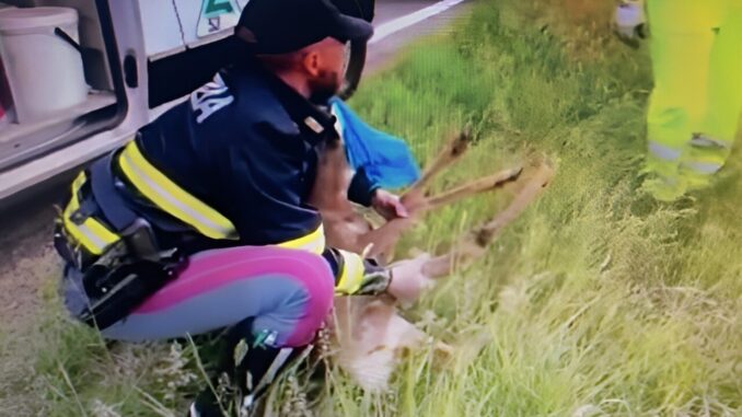 Capriolo investito a Città di Castello, è stato soccorso dalla Asl