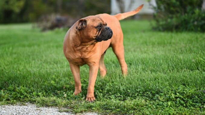 Furto di cane di razza Bulmastiff, è caccia al ladro a Perugia