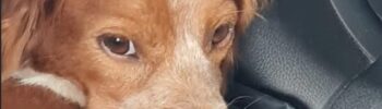 Selly, la cagnolina smarrita, è stata ritrovata grazie all'aiuto di tutti