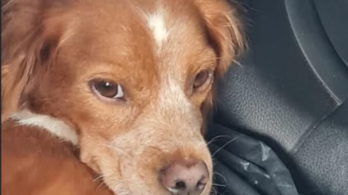 Selly, la cagnolina smarrita, è stata ritrovata grazie all'aiuto di tutti