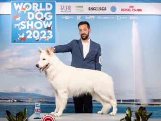 Pastore svizzero bianco "Iron" è Campione del Mondo ai World Dog Show 2023