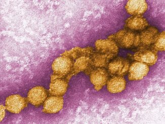 Infettivologa, caso West Nile Foggia primo in Puglia dopo 10 anni