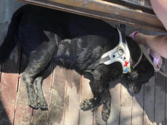 Serenella, una perugina non vedente, insultata perché ha il cane in spiaggia