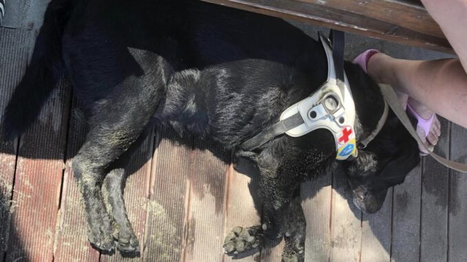 Serenella, una perugina non vedente, insultata perché ha il cane in spiaggia
