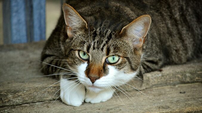 Si rifiuta di riconsegnare il gatto lasciatole in consegna, 54enne denunciata