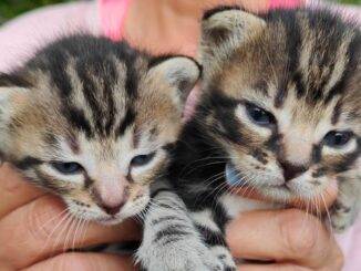 Ennesimo abbandono di gattini a Perugia, farlo è un reato