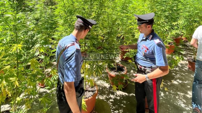 Carabinieri Ponte San Giovanni arrestano coltivatore di marijuana