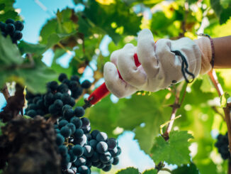 Vendemmia 2023 in Italia: Previsioni e sfide da Nord a Sud