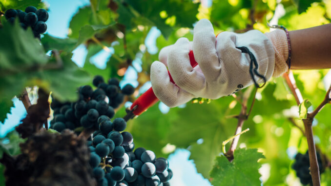 Vendemmia 2023 in Italia: Previsioni e sfide da Nord a Sud