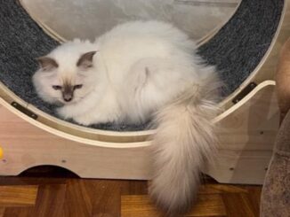 È scappato da Spoleto il gatto di Nino Frassica, l’attore offre 5mila euro