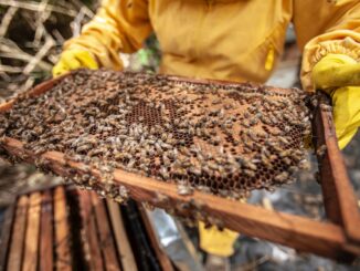 Acquasparta prende vita progetto 'Be to Bee' su studi sulle api
