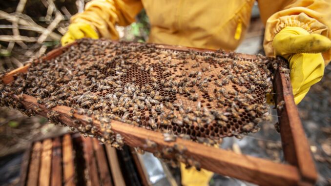 Acquasparta prende vita progetto 'Be to Bee' su studi sulle api
