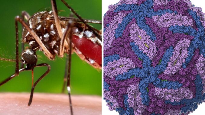 Caso di febbre Zika trasmessa da zanzara Tigre al Trasimeno