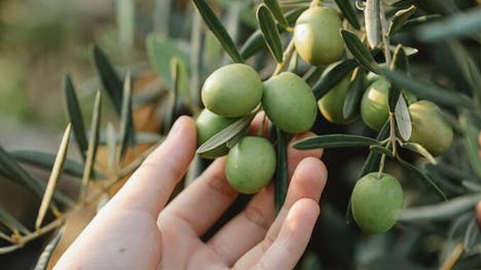Crollo della Produzione di Olio in Umbria nel 2023