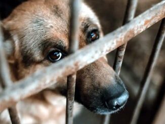 Tolleranza zero per gli abusi sugli animali in Umbria