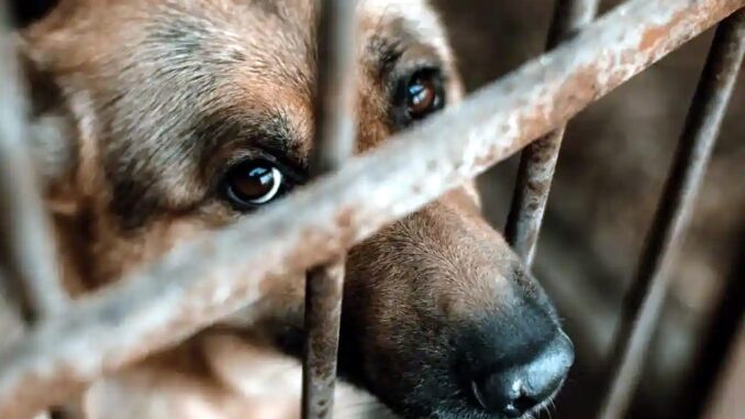 Tolleranza zero per gli abusi sugli animali in Umbria