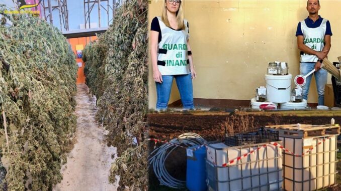 Sequestrate 2.022 piante di canapa e 18 kg di infiorescenze