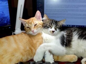 Psichiatra, dormire con cane o gatto? Positivo se non è dipendenza