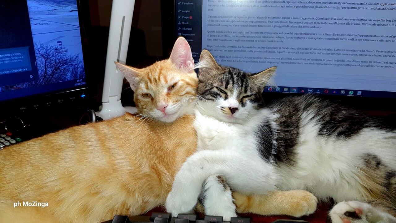 Psichiatra, dormire con cane o gatto? Positivo se non è dipendenza