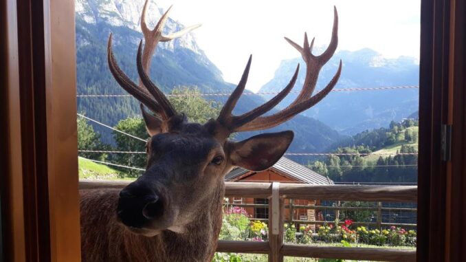 Bambotto è morto, il magnifico cervo è stato ucciso da un cacciatore