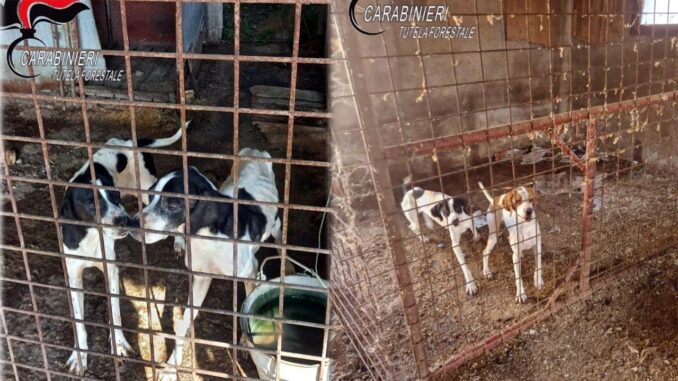 Maltrattamento animali, Forestali sequestrano 24 cani a Capanne