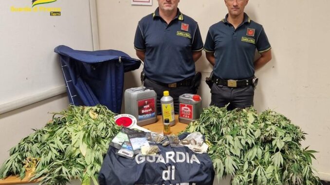 Coltivava cannabis in un casolare abbandonato: denunciato ternano