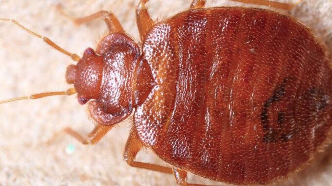 Allarme cimice da letto in Italia, azioni di disinfestazione