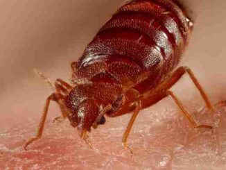 Cimici letti in Italia: guida completa su sintomi, prevenzione e rimedi