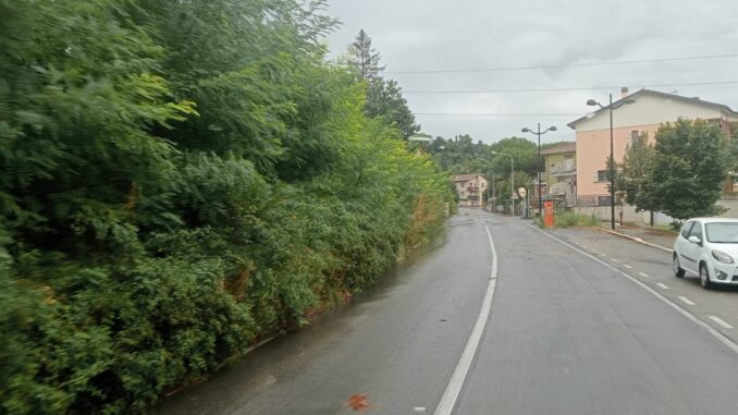 Piante non tagliate diventano un pericolo pubblico