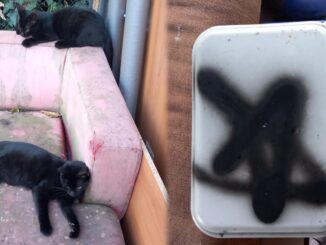 Rituali satanici, rubati a Perugia 4 gattini neri