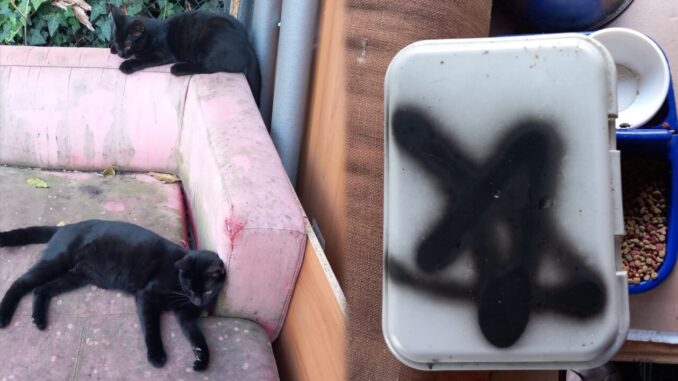 Rituali satanici, rubati a Perugia 4 gattini neri