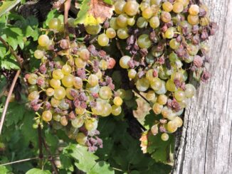 Aumento degli Aiuti per la Peronospora, dice Lollobrigida