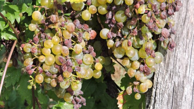 Aumento degli Aiuti per la Peronospora, dice Lollobrigida