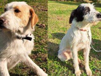 Amalfi e Amelie, due cuccioloni in cerca di una nuova casa e famiglia amorevole