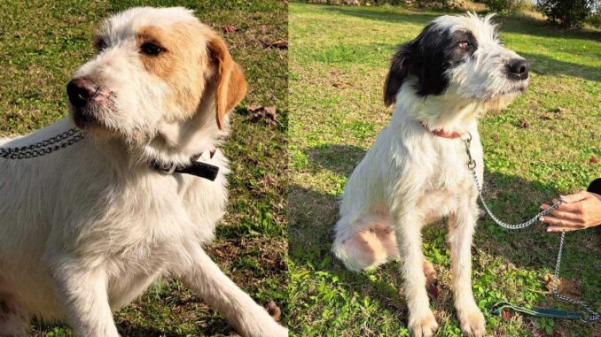 Amalfi e Amelie, due cuccioloni in cerca di una nuova casa e famiglia amorevole