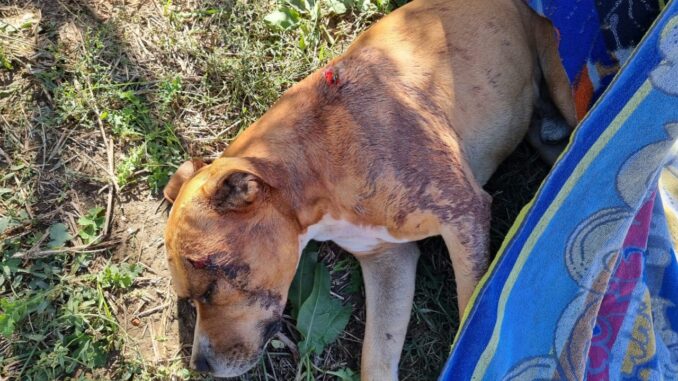 Pitbull ferito gravemente è stato trovato a Bastiola, portato in ospedale veterinario