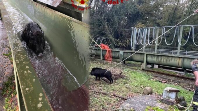 Vigili del fuoco di Amelia salvano un cinghiale di 80 kg
