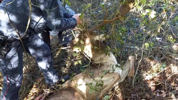 Daino impigliato nel filo spinato, salvato Carabinieri Forestali e da Wild Umbria