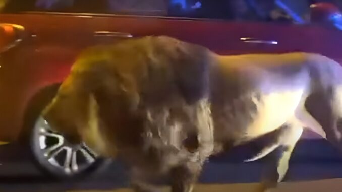 La Grande Fuga: Il Leone Kimba Scappa dal Circo, catturato