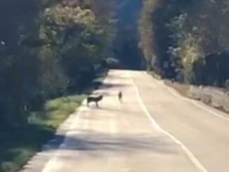 Avvistamento di Lupi ai Margini della Statale 209 Valnerina